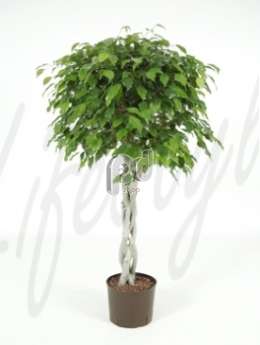 Фикус (Ficus benjamina Stem braided)