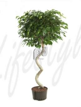 Фикус (Ficus benjamina Stem corkscrew)