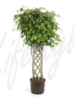 Фикус (Ficus benjamina Stem hedge)