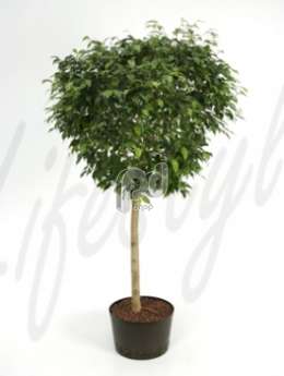 Фикус (Ficus bushy prince Stem)