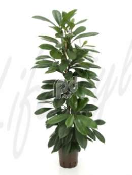 Фикус (Ficus cyathistipula)