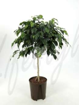 Фикус (Ficus danielle Stem)