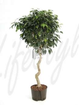 Фикус (Ficus danielle Stem corkscrew)
