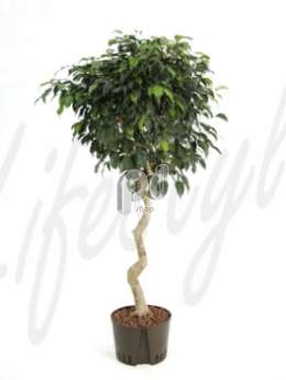 Фикус (Ficus danielle Stem corkscrew)