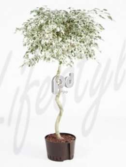 Фикус (Ficus de gantel)