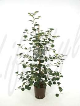 Фикус (Ficus deltoidea)