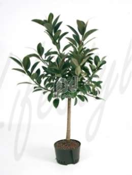 Фикус (Ficus elastica melany)