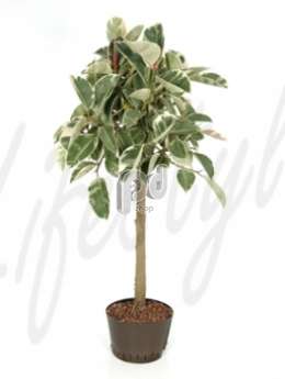 Фикус (Ficus elastica tineke)