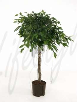 Фикус (Ficus foliole)