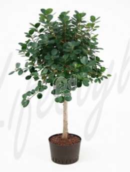 Фикус (Ficus green island)