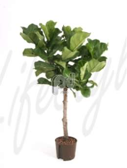 Фикус (Ficus lyrata)