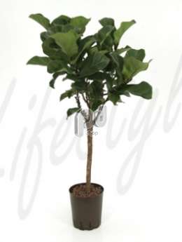 Фикус (Ficus lyrata bambino Stem)