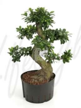 Фикус (Ficus microcarpa)