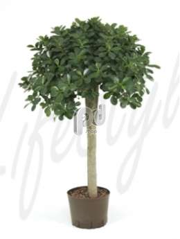 Фикус (Ficus panda )