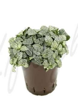 Фиттония(Fittonia white anne)