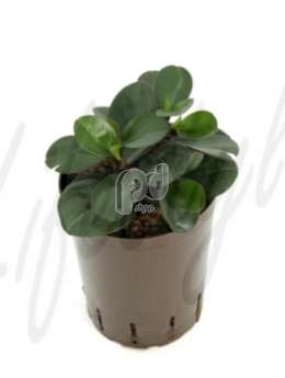 Пеперомия (Peperomia red margin)