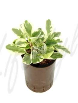 Пеперомия (Peperomia usa)