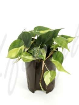 Филодендрон лазящий (Philodendron grand braziel)