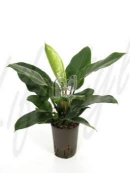 Филодендрон лазящий (Philodendron imperial green)
