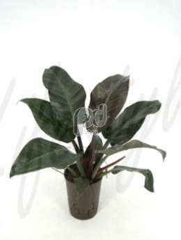 Филодендрон лазящий (Philodendron imperial red)