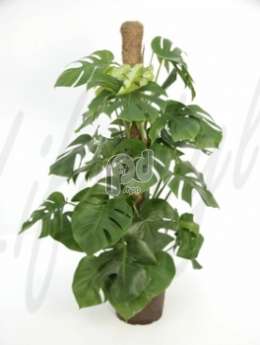 Филодендрон лазящий (Philodendron pertusem)