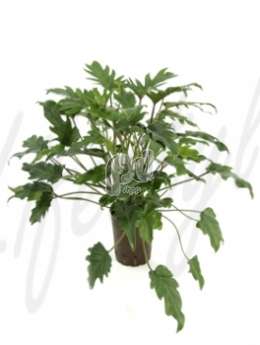 Филодендрон лазящий (Philodendron xanado)