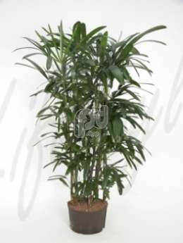 Рапис  (Rhapis excelsa)