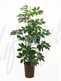 Шеффлера (Schefflera arboricola)