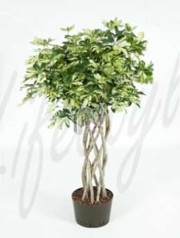 Шеффлера (Schefflera trinette)