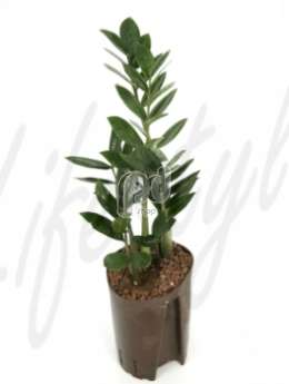 Замиокулкас (Zamioculcas zamiifolia)