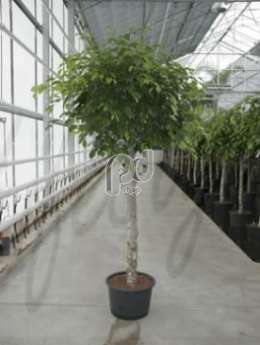 Фикус Бенжамина (Ficus benjamina)