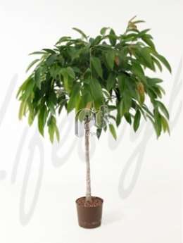 Фикус (Ficus amstel king stem)