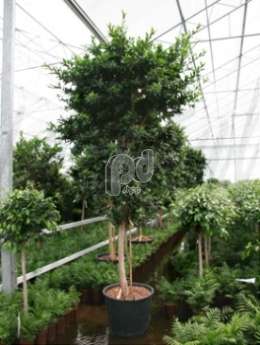 Фикус (Ficus nitida compacta stem column)
