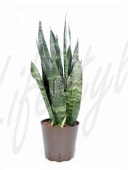 Сансевиерия  (Sansevieria coral black)