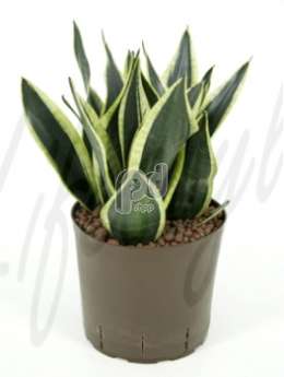 Сансевиерия (Sansevieria futura superba)