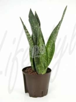 Сансевиерия  (Sansevieria gr somali hemp)