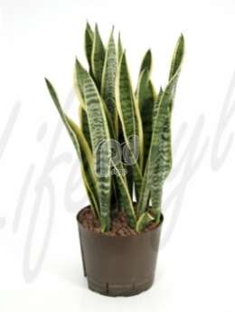 Сансевиерия (Sansevieria laurentii)