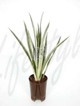 Сансевиерия (Sansevieria white flame)