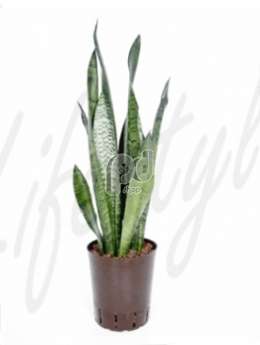 Сансевиерия (Sansevieria zeylanica)