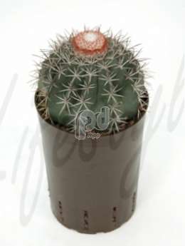 Эхинокактус (Echinocactus bahiensis)