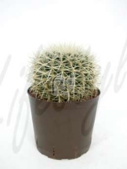 Эхинокактус (Echinocactus grusonii)