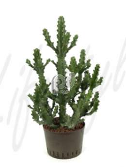 Молочай (Euphorbia mayurantani)