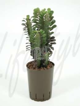 Молочай (Euphorbia trigona)