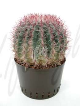 Ферокактус (Ferocactus stainesii)