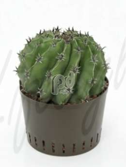 Ферокактус (Ferocactus subinermis)