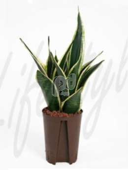 Сансевиерия (Sansevieria futura black)