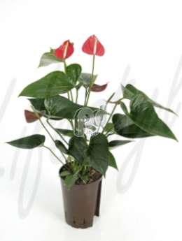 Антуриум  (Anthurium fiesta)