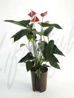 Антуриум  (Anthurium latino red)