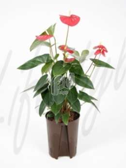 Антуриум (Anthurium poncho red)