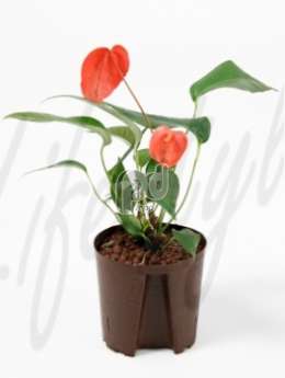 Антуриум  (Anthurium scherzer. robijn)